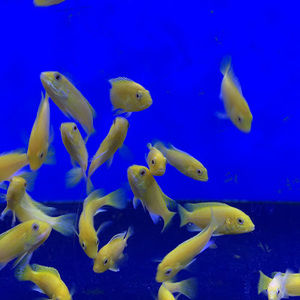 Meet your Posher, Minnie